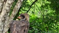 The black-tufted marmoset, Callithrix penicillata eating fruits at Itaete, Poco Encantado in Chapada Diamantina, Brazil.