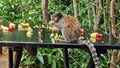 The black-tufted marmoset, Callithrix penicillata eating fruits at Itaete, Poco Encantado in Chapada Diamantina, Brazil.