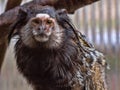 Black-tufted marmoset, Callithrix penicillata, has big hairbrushes on his head Royalty Free Stock Photo