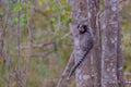 Black Tufted Marmoset, Callithrix Penicillata, sitting on a branch in the trees at Poco Encantado, Chapada Diamantina Royalty Free Stock Photo