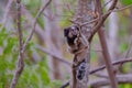 Black Tufted Marmoset, Callithrix Penicillata, sitting on a branch in the trees at Poco Encantado, Chapada Diamantina Royalty Free Stock Photo