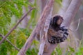 Black Tufted Marmoset, Callithrix Penicillata, sitting on a branch in the trees at Poco Encantado, Chapada Diamantina