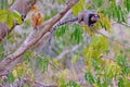 Black Tufted Marmoset, Callithrix Penicillata, sitting on a branch in the trees at Poco Encantado, Chapada Diamantina