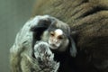 Black-tufted marmoset