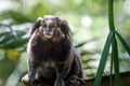 Black-tufted Marmoset monkey Royalty Free Stock Photo