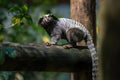 Black-tufted Marmoset monkey Royalty Free Stock Photo