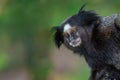 Black-tufted Marmoset monkey Royalty Free Stock Photo