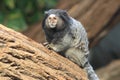 Black-tufted marmoset Royalty Free Stock Photo