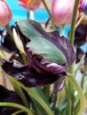 Black tulip begins to spread. Tulip background.