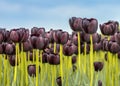 Black Tulip field closeup scene