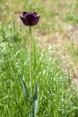 Black tulip flower