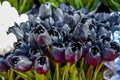 Black tulip flowers in Amsterdam market Royalty Free Stock Photo