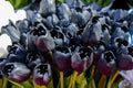 Black tulip flowers in Amsterdam market Royalty Free Stock Photo