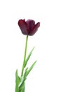 Black tulip isolated on white