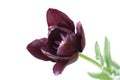 Black tulip isolated on white