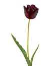 Black tulip isolated on white Royalty Free Stock Photo