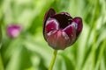 Black tulip ongreen background