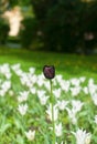 A black tulip among white tulips Royalty Free Stock Photo