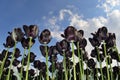 Black tulips