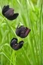 Black tulips