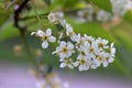 Black Tupelo White Blossom 01 Royalty Free Stock Photo