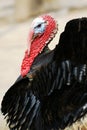 Black turkey Royalty Free Stock Photo
