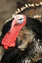 Black turkey Royalty Free Stock Photo