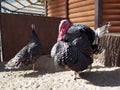 Black turkey bird called North Caucasian Bronze Turkey Royalty Free Stock Photo