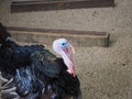 Black turkey bird called North Caucasian Bronze Turkey on the bird yard, the breed was bred in the North Caucasus Royalty Free Stock Photo