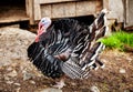 Black turkey bird closeup