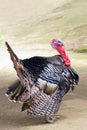 Black turkey