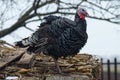 Black turkey closeup. Royalty Free Stock Photo