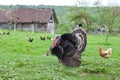 Black turkey Royalty Free Stock Photo