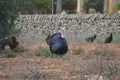 Black turkey Meleagris gallapovo and hens in farm