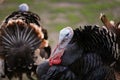 Black turkey profile Royalty Free Stock Photo