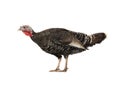Black turkey in profile isolated on white Royalty Free Stock Photo