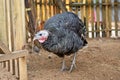 Black turkey with red head goes over the fence