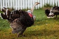 The black turkey on a spring meadow