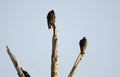 Turkey Vulture Roosting in tree in winter sunrise, Georgia, USA Royalty Free Stock Photo