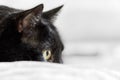 Black Turkish angora cat lurking