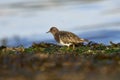 Black Turnstone Arenaria melanocephala on a beach