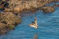 Black Turnstone flying at seaside