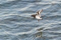 Black Turnstone flying at seaside