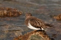 Black Turnstone on rock at the Tacoma waterfront Royalty Free Stock Photo