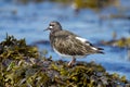 Black turnstone stands on fucus covered rock at low tide