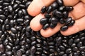 Black Turtle Bean legume. Person with grains in hand. Macro. Who