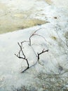 Black twig fallen from the tree and captured with frosted water