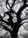 Black twisted beech tree grey winter sky Royalty Free Stock Photo