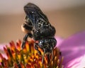 Black Two-spotted Long Horned Bee (Melissodes bimaculatus) on a pink flower Royalty Free Stock Photo