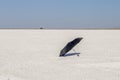 Black umbrella lies on cracked drought salt lake